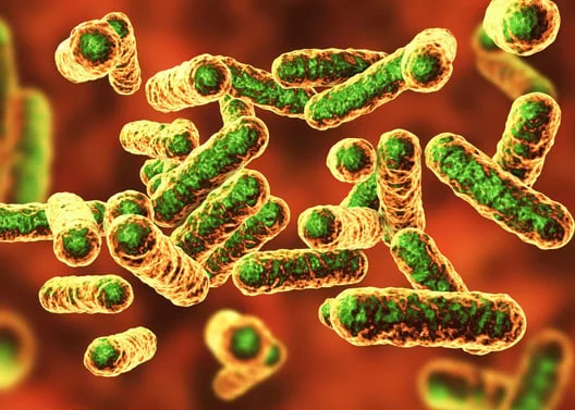 What is Bartonella? Symptoms, Diagnosis & Treatment