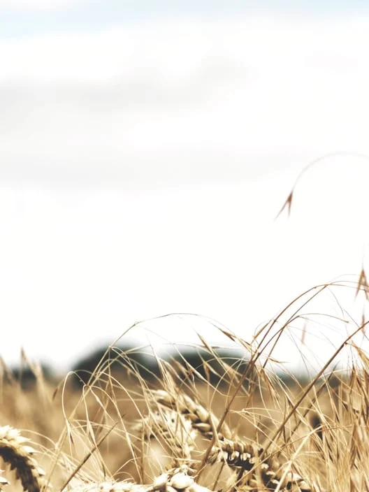 Everything About Lyme Disease
